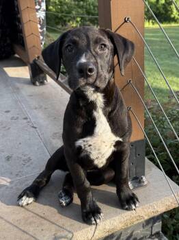 Zander -  Labrador Retriever Dog for Adoption in Roxbury Township, New Jersey - Zander | PetCurious