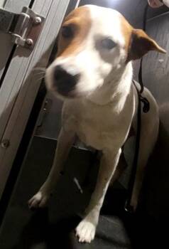A816391 -  Hound Dog for Adoption in San Antonio, Texas - A816391 | PetCurious