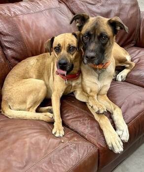 Rescue Black Mouth Cur Dogs for Adoption in Coeur D