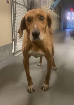 Rescue Coonhound Dogs for Adoption in Mendham, New Jersey - Rusty | PetCurious
