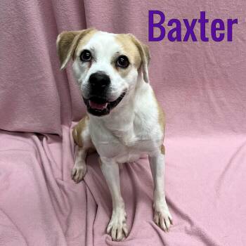 Baxter -  Beagle Dog for Adoption in Pleasantville, New Jersey - Baxter | PetCurious