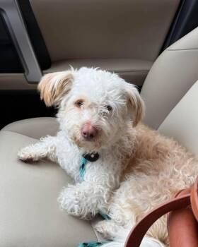 Rescue Poodle Dogs for Adoption in Brookshire, Texas - Benji | PetCurious