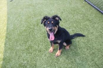 OLLIE -  German Shepherd Dog and Mixed Breed Dog for Adoption in Kenansville, North Carolina - OLLIE | PetCurious