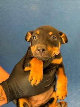 A256522 -  Rottweiler and Mixed Breed Dog for Adoption in Visalia, California - A256522 | PetCurious