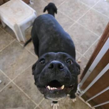 Doreen -  Boxer Dog for Adoption in Moab, Utah - Doreen | PetCurious