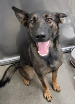Rescue German Shepherd Dog Dogs for Adoption in Baltimore, Maryland - Diva | PetCurious