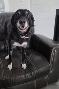 Rescue Border Collie and Australian Shepherd Dogs for Adoption in Midway, Utah - Oakllee | PetCurious