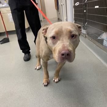 WAGS-Stray-22086 -  Pit Bull Terrier Dog for Adoption in Westminster, California - WAGS-Stray-22086 | PetCurious