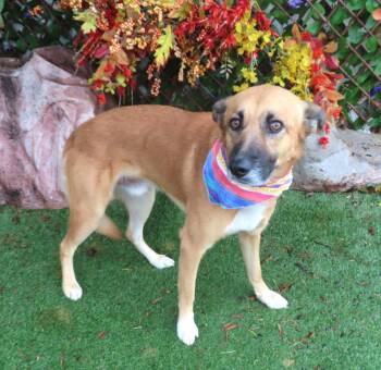 Rescue German Shepherd Dog Dogs for Adoption in Oklahoma City, Oklahoma - CAMERON 464781 NeedsAFosterOrRescueASAP | PetCurious