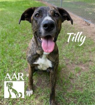 Plott Hound and Mountain Cur Dogs Available for Adoption in Magnolia, Texas - Tilly | PetCurious