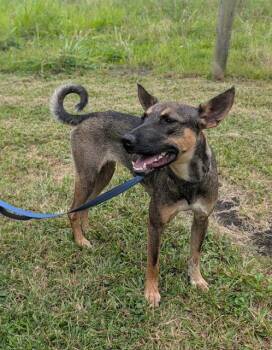 Charlie Girl -  Whippet and Belgian Shepherd Malinois Dog for Adoption in Bothell, Washington - Charlie Girl | PetCurious