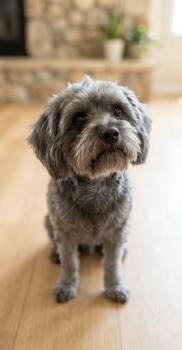JOJO -  Shih Tzu and Mixed Breed Dog for Adoption in Doral, Florida - JOJO | PetCurious