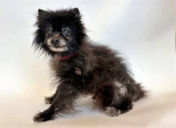 Pomeranian Dogs Available for Adoption - SHORT STUFF | PetCurious