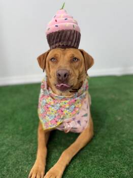 Mia-One of our Amazing Rescue Dogs -  Vizsla and Labrador Retriever Dog for Adoption in Carlsbad, California - Mia-One Of Our Amazing Rescue Dogs | PetCurious