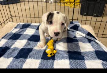 COOPER -  American Bulldog Dog for Adoption in Thompson, Pennsylvania - COOPER | PetCurious