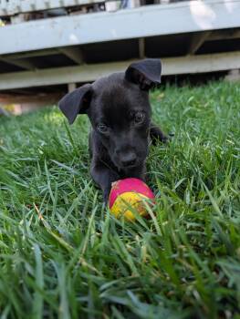 Harvey -  Australian Shepherd and Mixed Breed Dog for Adoption in Severance, Colorado - Harvey | PetCurious
