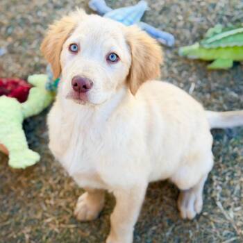 Australian Shepherd and Mixed Breed Dogs Available for Adoption - Cranberry | PetCurious