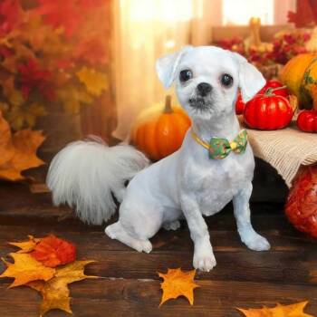 Dixie -  Shih Tzu Dog for Adoption in Louisville, Kentucky - Dixie | PetCurious