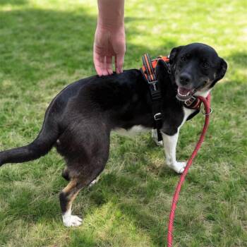 Delilah -  Terrier Dog for Adoption in Camden, Tennessee - Delilah | PetCurious