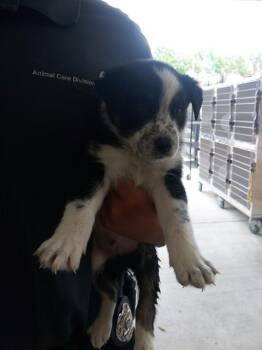 PATCH -  Catahoula Leopard Dog and Mixed Breed Dog for Adoption in Fort Lauderdale, Florida - PATCH | PetCurious