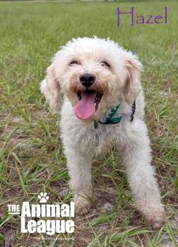 Hazel -  Poodle Dog for Adoption in Groveland, Florida - Hazel | PetCurious