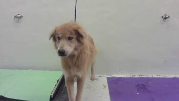 Rescue Labrador Retriever Dogs for Adoption in Houston, Texas - A2042329 | PetCurious