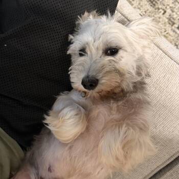 Sky Alexis -  Yorkshire Terrier Dog for Adoption in Houston, Texas - Sky Alexis | PetCurious