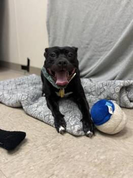 Matilda -  Mixed Breed Dog for Adoption in Hamilton, Ohio - Matilda | PetCurious