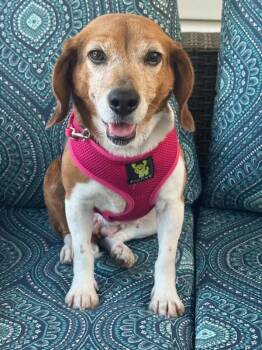 Beagle Dogs Available for Adoption in Salisbury, North Carolina - Lil Bit | PetCurious
