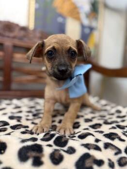 Chihuahua and Wirehaired Terrier Dogs Available for Adoption in Friendswood, Texas - Peanut Buttercup Beanie Baby | PetCurious