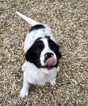English Springer Spaniel Dogs Available for Adoption in Kalamazoo, Michigan - Mila | PetCurious