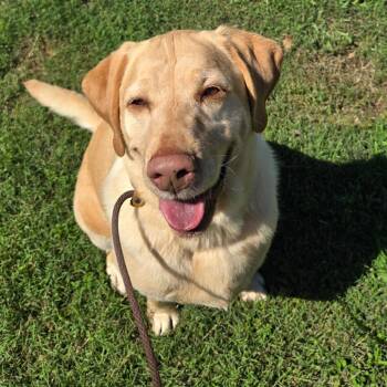 Trip -  Labrador Retriever Dog for Adoption in Chattanooga, Tennessee - Trip | PetCurious