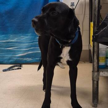 Gunner -  Mixed Breed Dog for Adoption in Lake Panasoffkee, Florida - Gunner | PetCurious