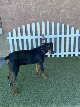 Doberman Pinscher Dogs Available for Adoption - A607937 | PetCurious