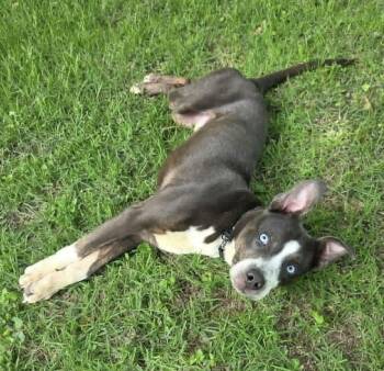 Snoopy -  Terrier Dog for Adoption in Germantown, Ohio - Snoopy | PetCurious