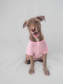 Ellie -  Mixed Breed Dog for Adoption in Griswold, Connecticut - Ellie | PetCurious