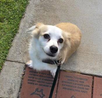 Peter -  Terrier and Mixed Breed Dog for Adoption in Honolulu, Hawaii - Peter | PetCurious