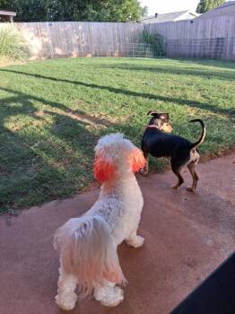 Lucky -  Maltese and Poodle Dog Available for Adoption in Blanchard, Oklahoma - Lucky | PetCurious