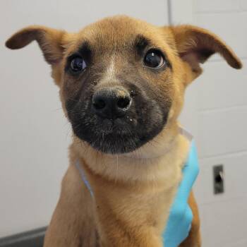 Belgian Shepherd Malinois Dogs Available for Adoption in Hattiesburg, Mississippi - Doors, The | PetCurious