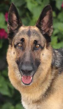 Leilani von Leinzell -  German Shepherd Dog Dog for Adoption in Los Angeles, California - Leilani Von Leinzell | PetCurious