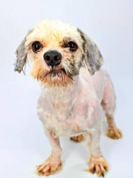 Spike -  Shih Tzu and Mixed Breed Dog for Adoption in Morton Grove, Illinois - Spike | PetCurious