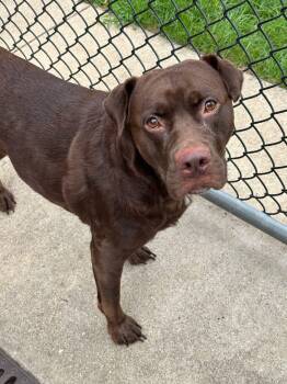 Jonquil -  Labrador Retriever Dog for Adoption in Orland Hills, Illinois - Jonquil | PetCurious