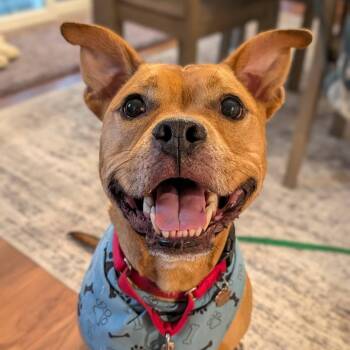 Gonzo -  Pit Bull Terrier Dog for Adoption in Grafton, Ohio - Gonzo | PetCurious