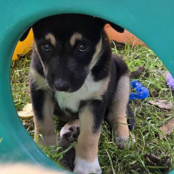 Sammi -  Australian Cattle Dog Blue Heeler and Border Collie Dog for Adoption in Stewart Manor, New York - Sammi | PetCurious