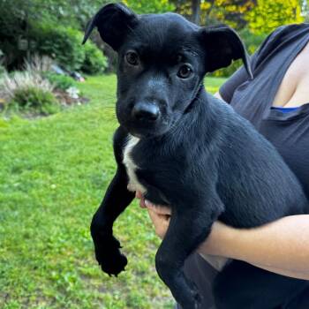NY Christmas Tree Avail Jun 13 (Choice Pet Carmel) -  Australian Shepherd and Labrador Retriever Dog for Adoption in Eastford, Connecticut - NY Christmas Tree Avail Jun 13 (Choice Pet Carmel) | PetCurious