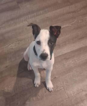 Eddie -  Parson Russell Terrier and Rat Terrier Dog for Adoption in South Elgin, Illinois - Eddie | PetCurious
