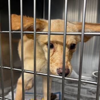Bart -  Mixed Breed Dog for Adoption in Lake Jackson, Texas - Bart | PetCurious