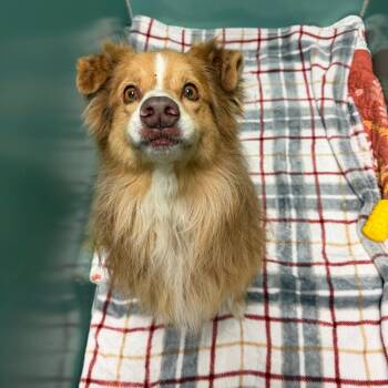 Mixed Breed and Australian Shepherd Dogs Available for Adoption in Titusville, Florida - Jaxson | PetCurious