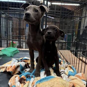 Labrador Retriever Dogs Available for Adoption in Parker, Colorado - 461 (2026) Cleo | PetCurious