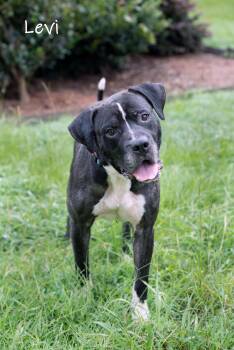 Rescue Pit Bull Terrier Dogs for Adoption in Watkinsville, Georgia - Levi | PetCurious